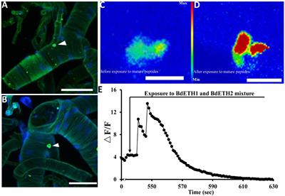 The Ecdysis Triggering Hormone System, via ETH/ETHR-B, Is Essential for Successful Reproduction of a Major Pest Insect, Bactrocera dorsalis (Hendel)